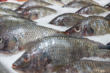 Fresh Nile Tilapia on Ice