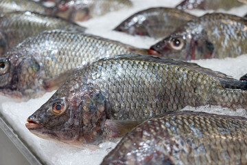 Nile Tilapia Fish on Ice