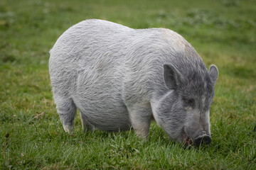 A grey female mini pig stands on the green grass and eats towards the camera lens. A pig with grey fur close-up portrait stands on green grass.