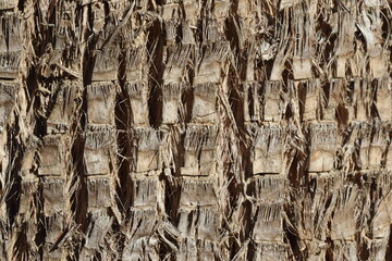 bark of texture of Washingtonia filifera, also known as desert fan palm, California fan palm, or California palm - obrazy, fototapety, plakaty