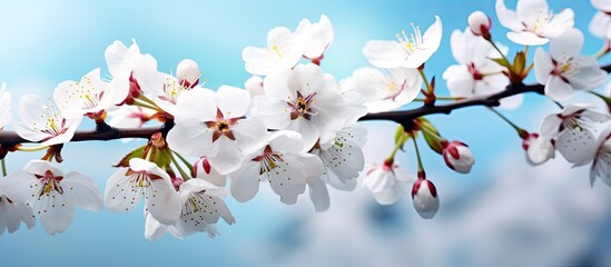 Beautiful panoramic view of blooming cherry tree branches against a soft blue sky background in sunlight