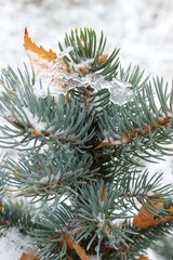 The top of a blue Christmas tree on a background of early snow
