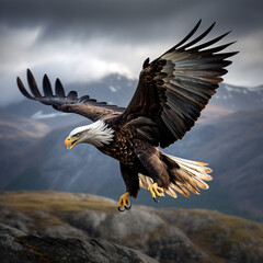 Obraz premium Eagle flying in the forest.