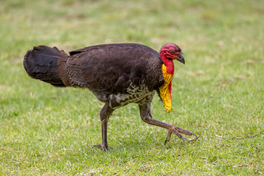 A male Australian Brushturkey (Alectura lathami) foraging on the grass, its yellow neck pouch contrasting with the black plumage and red neck. The left leg is forward on its typical raking motion.