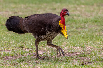 A male Australian Brushturkey (Alectura lathami) foraging on the grass, its yellow neck pouch contrasting with the black plumage and red neck.