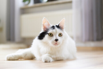 Liegende schwarz-weiße Türkische Angora Katze