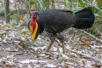 A male Australian Brushturkey (Alectura lathami) looking at camera, its yellow neck pouch contrasting with the black plumage and red neck.
