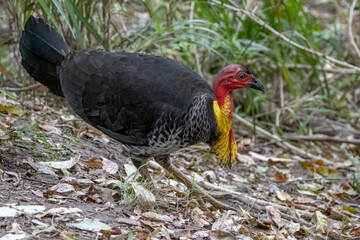 A male Australian Brushturkey (Alectura lathami) on the move while foraging on the ground, its yellow neck pouch contrasting with the black plumage and red neck.
