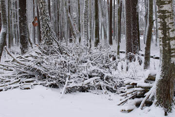 snowy trees and bushes in the middle of the forest