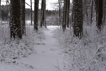 nature trail covered in snow in the pine forest in winter