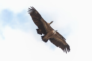 le vol de 2 aigles au dessus des Gorges du Verdon en France