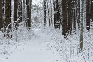 nature trail covered in snow in the pine forest in winter