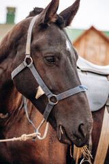 Obraz premium close portrait of a brown horse in harness