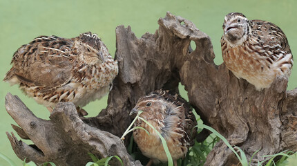 Three brown quail are resting on a rotten tree trunk. This grain-eating bird has the scientific...