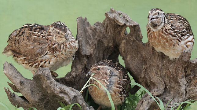 Three brown quail are resting on a rotten tree trunk. This grain-eating bird has the scientific name Coturnix coturnix.
