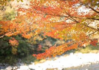 日本　秋の風景　関西　大阪