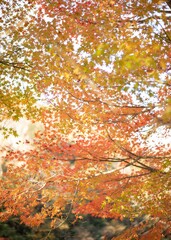 日本　秋の風景　関西　大阪