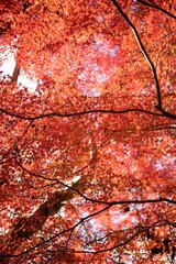 日本, 日本観光, 日本旅行, 日本京都, 京都, 京都観光, 京都ツアー, 奈良観光, 奈良ツアー, 日本奈良, 奈良, 奈良大仏, 仏教, 日本大阪, 大阪観光, 大阪, 関西エリア, 美しい, 大自然, 自然, 森, 木, 湖, 緑, 癒し, 森林浴, リラックス, 自律神経, サイクリング, 海外旅行, 日本有名観光, 人気観光地, 免疫力アップ, 快晴, 青空, 青, 神社, 和風, 