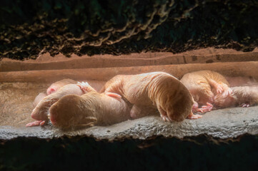 Group of naked mole rat