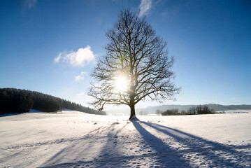 A solitary tree stands in a winter landscape, its branches dusted with snow. Sun rays filter through the clouds, casting a warm glow on the scene. The sky is a serene blue.