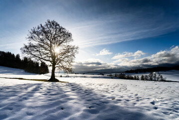 Beautiful winter landscape with lonely tree in the snow. Dramatic sky.