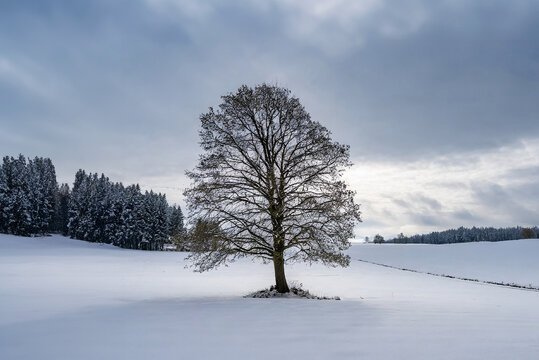 Lonely tree on a snowy meadow in Bavaria, Germany