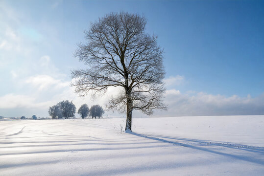 Lonely tree on a snowy field. Winter landscape with blue sky.