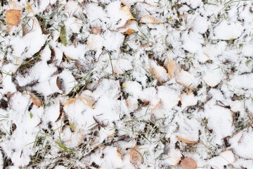 Yellow fallen birch leaves on the snowy ground