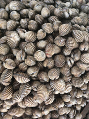 close up of a pile of cocktail shells