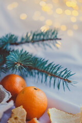 Christmas or New Year composition with tangerines and spruce branches on white background