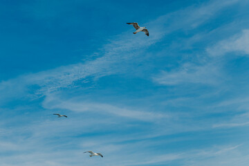 Seagulls flying in the the blue sky. Cloudy sky.