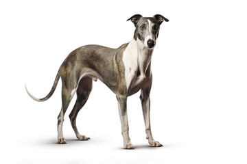 Image of greyhounds dog on white background. Pet. Animals.