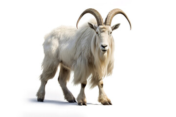 Image of mountain goat on white background. Wildlife Animals.