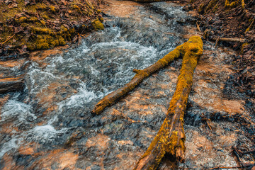 Golden autumn foliage in a peaceful forest by a river stream. A dry tree fell into the stream.