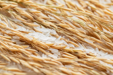 Rice and rice ears are mixed together. Rice and rice ears close-up. Rice and rice ears background.