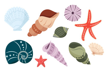 Set of colorful shells. Beautiful Rapana seashells, Starfish, round shell of urchin. Marine life, ocean mollusks. Vector illustration