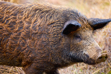 breed pig (Mangalita) in a field, raised in freedom.