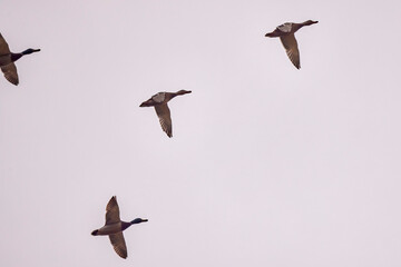 group of wild ducks in flight in the sky