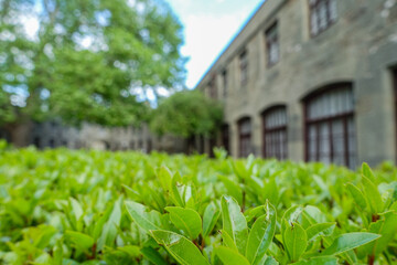 Vorontsov Palace in Crimea in summer. Ancient walls with many columns, turrets and domes. An architectural masterpiece, the legacy of the ancestors. Green trimmed bushes