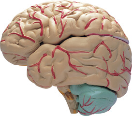 human brain on white background , Human brain