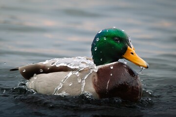 Adorable white and green duck pictured swimming in a body of water, with its head out of the water