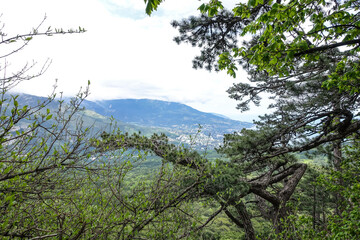 Picturesque view of the city of Yalta and the Black Sea from Ai-Petri mountain in Crimea. Mountain landscape with trees in the clouds. Clouds over Ai-Petri Mountain. Crimean Peninsula