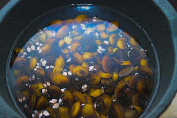 A bunch of freshwater golden clams, Corbicula fluminea, freshly harvested from an Indonesian lake by a local farmer.
