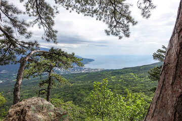 Obraz premium Picturesque view of the city of Yalta and the Black Sea from Ai-Petri mountain in Crimea. Mountain landscape with trees in the clouds. Clouds over Ai-Petri Mountain. Crimean Peninsula