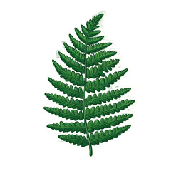 Obraz premium Fern leaf sticker 