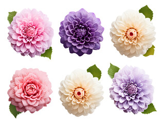 set of flowers on transparent background PNG for decorating your projects.