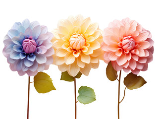 flowers on transparent background PNG for decorating your projects.