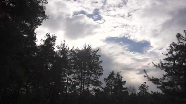 Sky above the forest