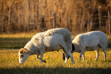 sheep and ram grazing in fall field