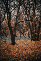 Fototapeta premium Autumn landscape with trees and fallen leaves in the park. Selective focus.